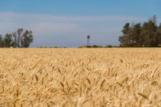 the golden wheat under the sun in the field plantations