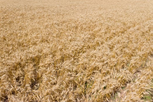 the golden wheat under the sun in the field plantations