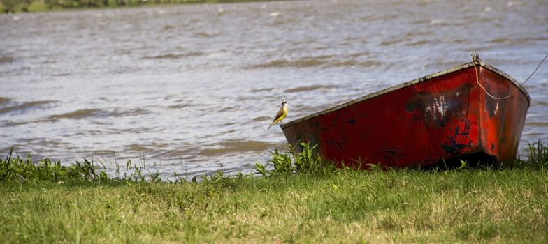 Pitangus sulphuratus on red boat, known as benteveo or Ugly Critter in South America