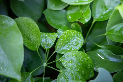 Close Up green leaf under sunlight in the garden. Natural background with copy space.