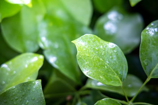 Close Up green leaf under sunlight in the garden. Natural background with copy space.