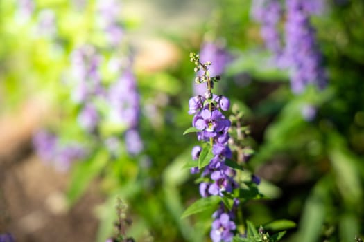 The background image of the colorful flowers, background nature