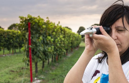 Measure grape beans in vineyards. Woman farmer measure grape sugar level with refractometer.