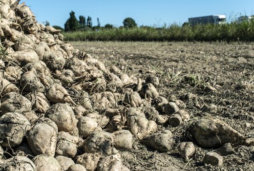 Heap sugar beet in farm. Harvest sugarbeet in plantation.