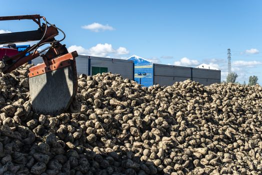 Machine harvest sugarbeet. Heap sugar beet in farm. 