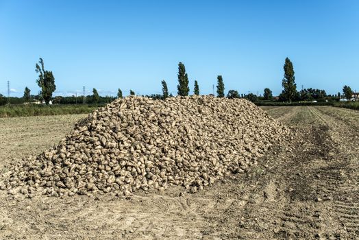 Heap sugar beet in farm. Harvest sugarbeet in plantation.