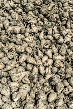 Heap sugar beet in farm. Harvest sugarbeet in plantation.