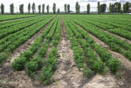 Carrot plantation. Growing carrots in rows. Gig industrial carrot farm.