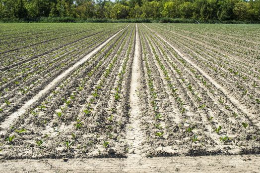 Sugar beet plantation in a row. Growing sugarbeet.