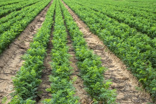 Carrot plantation. Growing carrots in rows. Gig industrial carrot farm.