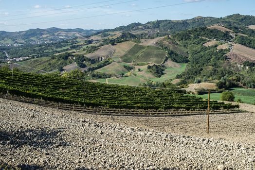 Vine valley, vineyards in rows on hill in Italy.