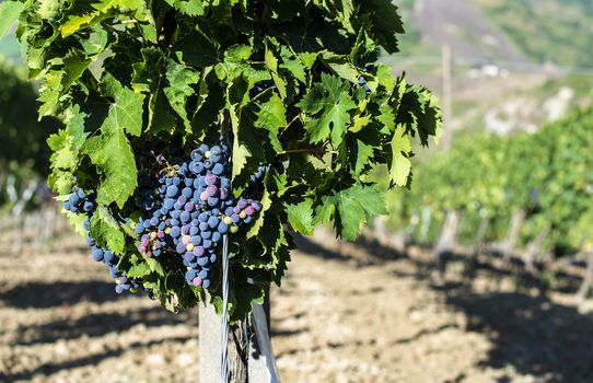 Vine valley, vineyards in rows on hill in Italy.