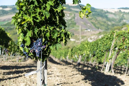 Vine valley, vineyards in rows on hill in Italy.