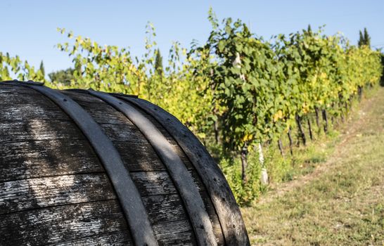 Vine valley, vineyards in rows on hill in Italy. An old wine barrel in the foreground