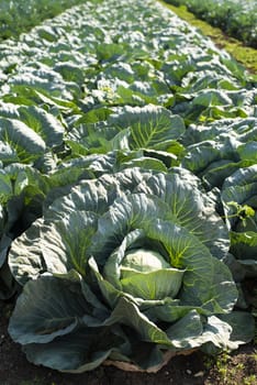 Cabbage farm. Sunlights on Cabbage in garden.  Close up
