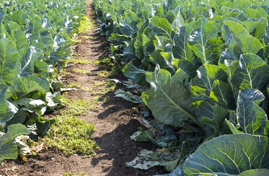 Cabbage farm. Sunlights on Cabbage in garden.  Close up