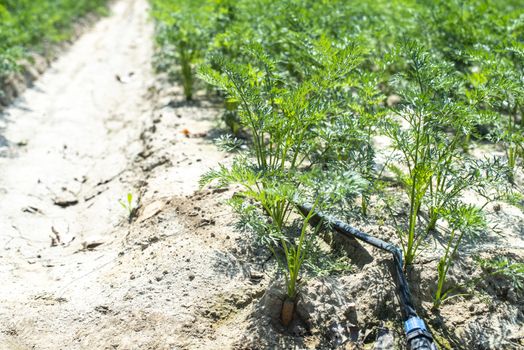 Carrots in big farmland. Irrigation hoses in carrot plantation. Concept for carrots growing.