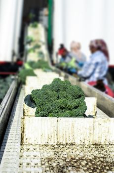 Harvest broccoli in farm with tractor and conveyor. Workers picking broccoli in the field. Concept for growing and harvest broccoli automated.