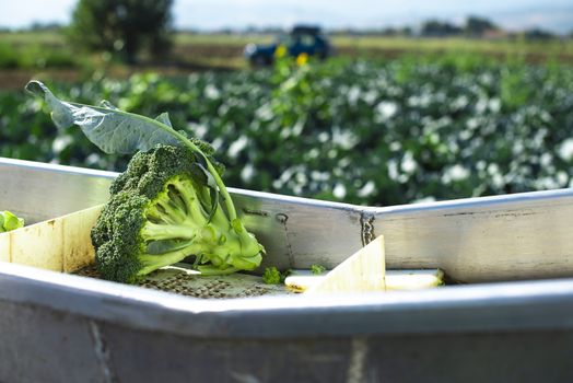 Harvest broccoli in farm with tractor and conveyor. Workers picking broccoli in the field. Concept for growing and harvest broccoli automated.