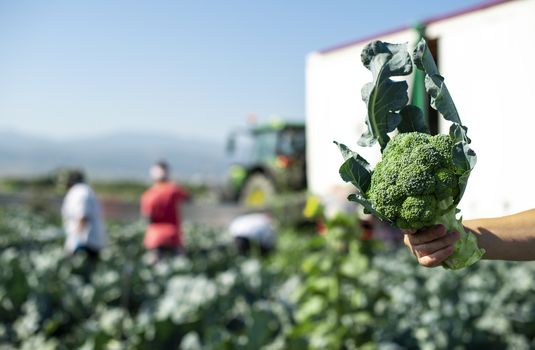 Worker shows broccoli on plantation. Picking broccoli. Tractor and automated platform in broccoli big garden. Sunny day. Woman hold broccoli head.