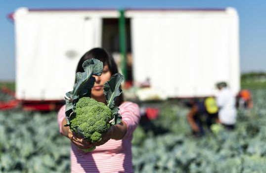 Worker shows broccoli on plantation. Picking broccoli. Tractor and automated platform in broccoli big garden. Sunny day. Woman hold broccoli head.