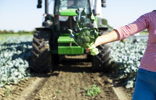 Worker shows broccoli on plantation. Picking broccoli. Tractor and automated platform in broccoli big garden. Sunny day. Woman hold broccoli head.