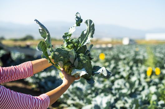 Worker shows broccoli on plantation. Picking broccoli. Tractor and automated platform in broccoli big garden. Sunny day. Woman hold broccoli head.