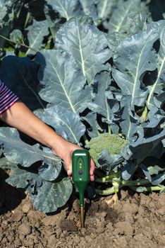 Agronom measure soil in broccoli plantation. Close up broccoli head in garden. Industrial growing and measure soil. Sunny day. Woman hold soil measure device.