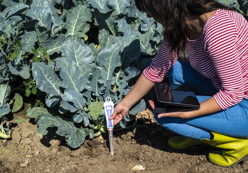 Agronom measure soil in broccoli plantation. Close up broccoli head in garden. Industrial growing and measure soil. Sunny day. Woman hold soil measure device.