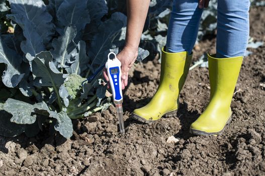 Agronom measure soil in broccoli plantation. Close up broccoli head in garden. Industrial growing and measure soil. Sunny day. Woman hold soil measure device.