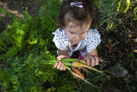 Carrots from small organic farm. Kid farmer hold multi colored carrots in a garden. Concept for bio agriculture.