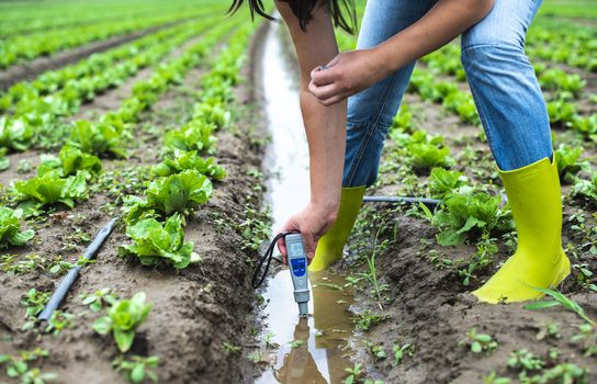 Woman mesures irrigation water with digital PH meter in watering canal. Lettuce plants.