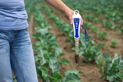 Woman use digital soil meter in the soil. Cabbage plants. Sunny day. Plant care in agriculture concept.