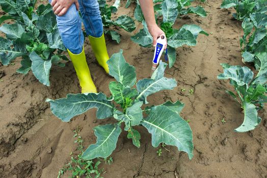 Woman use digital soil meter in the soil. Cabbage plants. Sunny day. Plant care in agriculture concept.