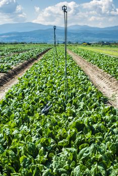 Spinach farm. Organic spinach leaves on the field. Agriculture bio production concept. Sunny day.