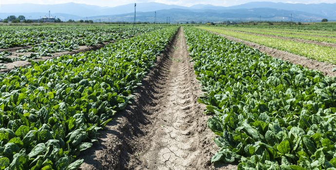 Spinach farm. Organic spinach leaves on the field. Agriculture bio production concept. Sunny day.