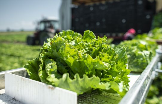 Tractor with production line for harvest lettuce automatically. Lettuce iceberg picking machine on the field in farm. Concept for automatization in the agriculture.