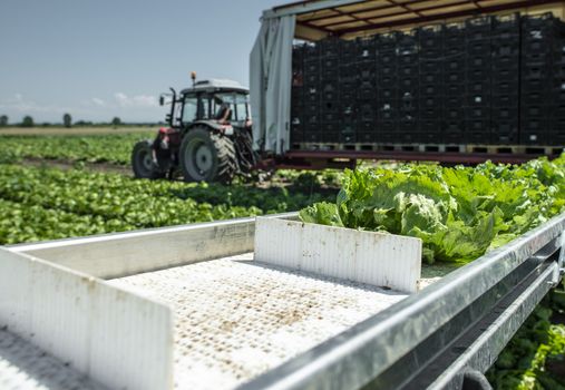 Tractor with production line for harvest lettuce automatically. Lettuce iceberg picking machine on the field in farm. Concept for automatization in the agriculture.