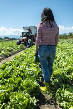 Woman with green boots in lettuce iceberg field. Farmer in industrial vegetable garden.