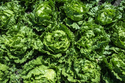 Lettuce iceberg farm. Background of many heads Lettuce iceberg on the field.