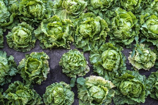 Lettuce iceberg farm. Background of many heads Lettuce iceberg on the field.