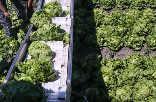 Tractor with production line for harvest lettuce automatically. Lettuce iceberg picking machine on the field in farm. Concept for automatization in the agriculture.