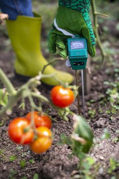 Moisture meter tester in soil. Measure soil for humidity on tomato plants with digital device. Woman farmer in a garden. Concept for new technology in the agriculture.