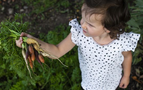 Carrots from small organic farm. Kid farmer hold multi colored carrots in a garden. Concept for bio agriculture.