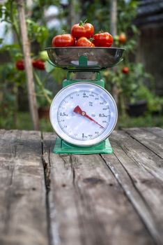 Tomatoes on scales in home organic garden. Measure tomatoes weight in the farm.