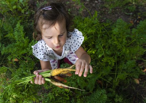 Carrots from small organic farm. Kid farmer hold multi colored carrots in a garden. Concept for bio agriculture.