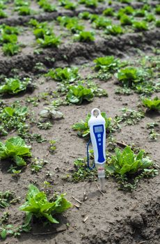 PH meter digital device pricked in the soil. Iceberg lettuce plants.