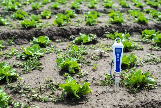 PH meter digital device pricked in the soil. Iceberg lettuce plants.