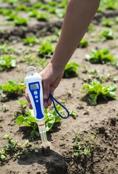 Woman use digital soil meter in the soil. Lettuce plants. Sunny day. Plant care in agriculture concept.