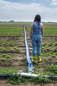 Planted agriculture land and pipe for watering. Woman in front of iceberg lettuce plants.